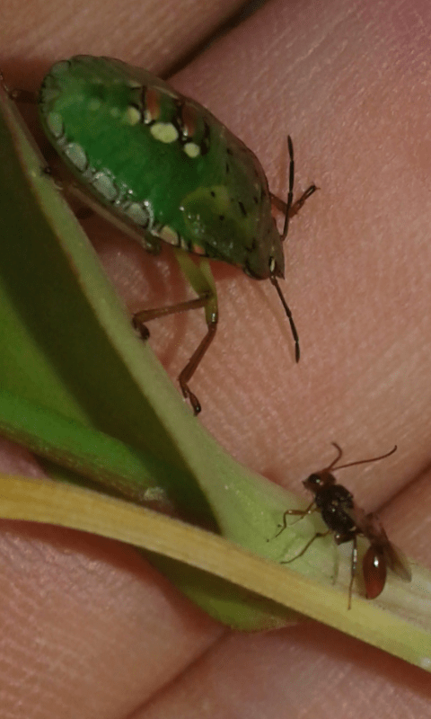 Imenottero che parassita cimice:  Aridelus rufotestaceus (Braconidae)